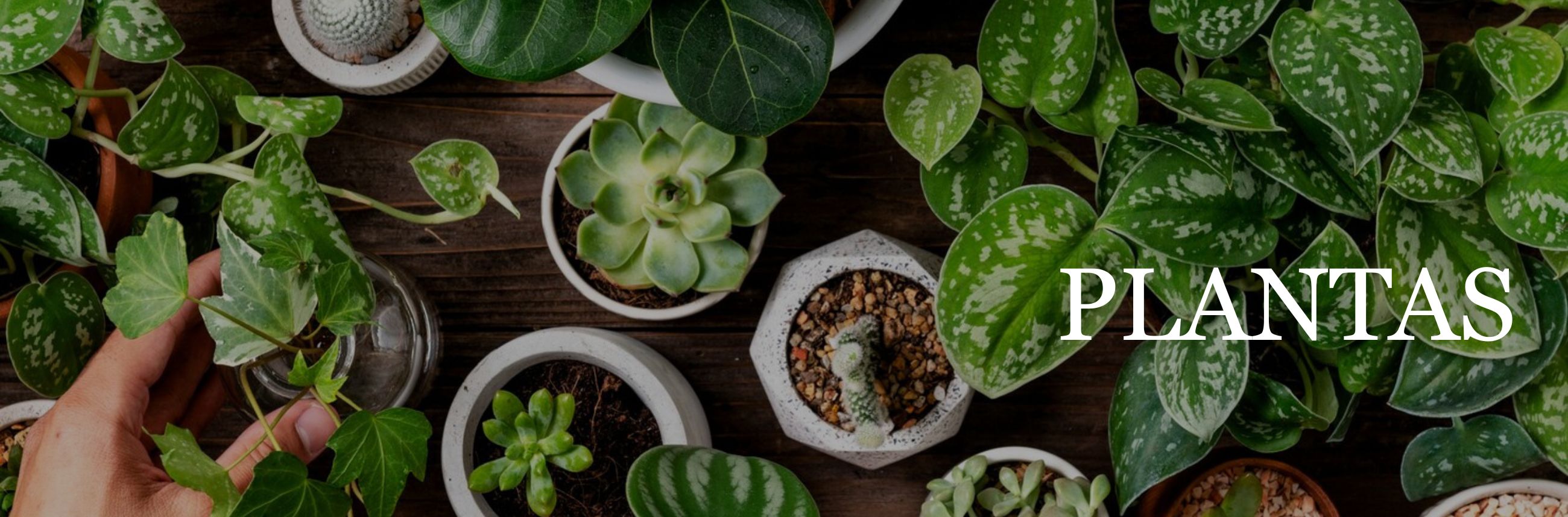Plantas 