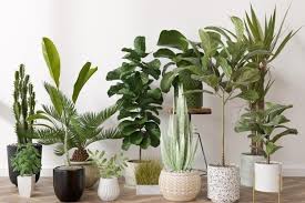 Categoría de Plantas 
