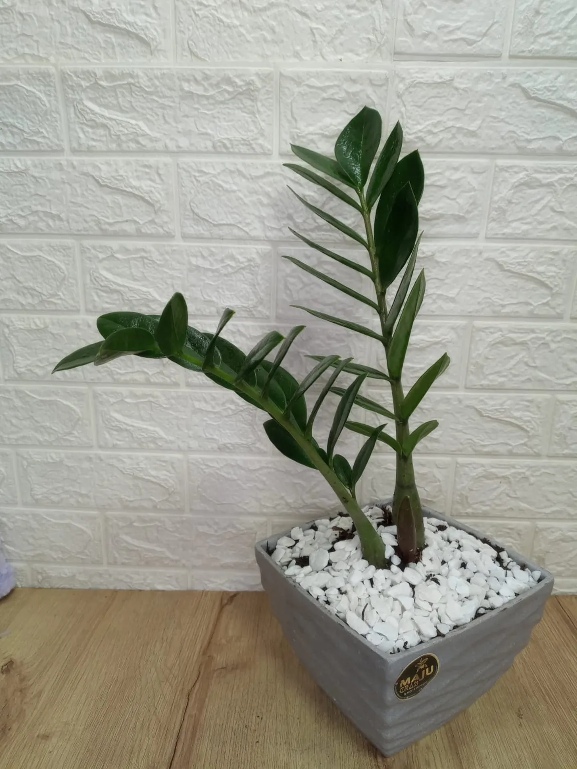 Planta palma Z Condolencia