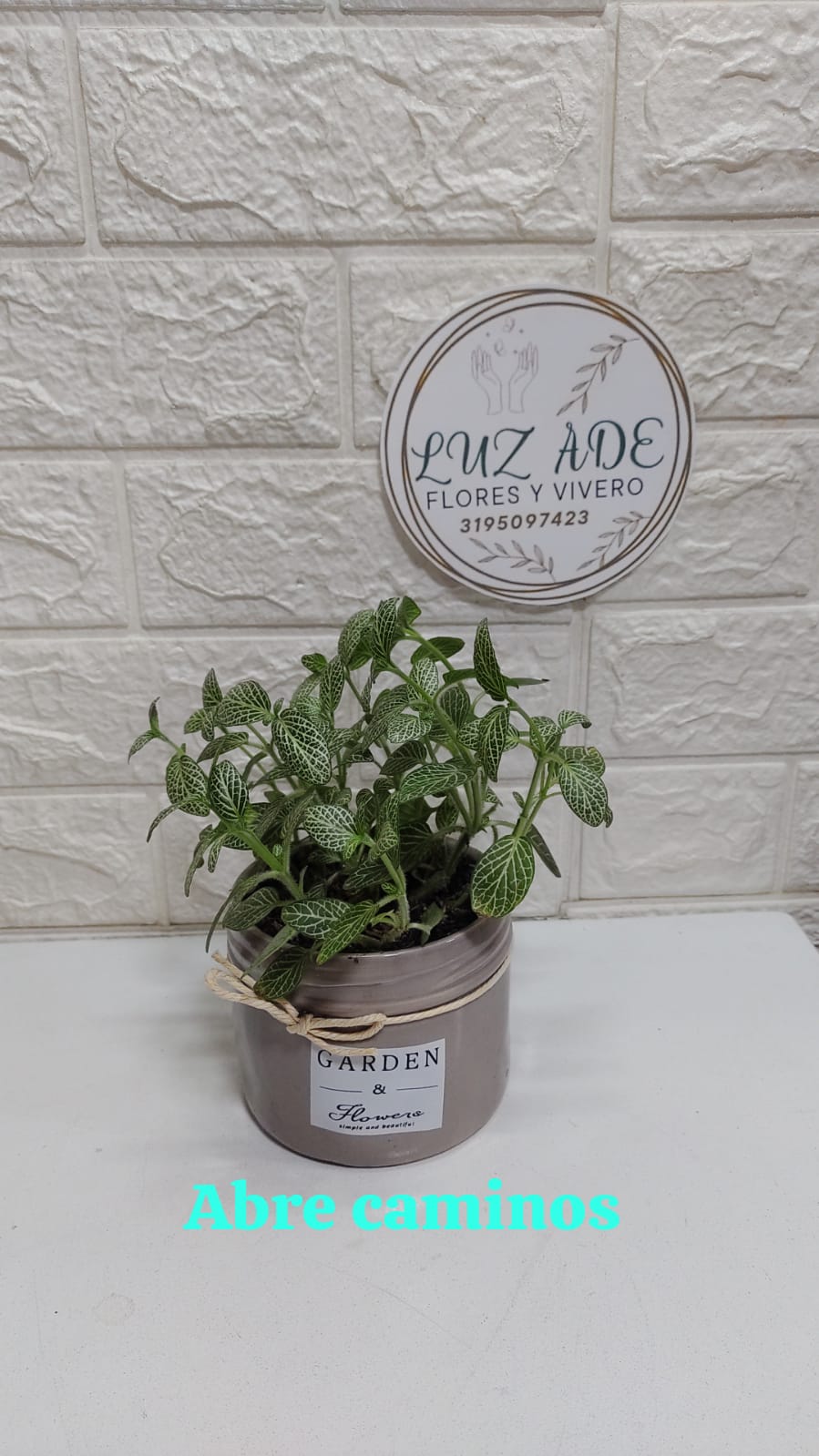 Fittonia 'Abre Caminos' en Maceta Decorativa
