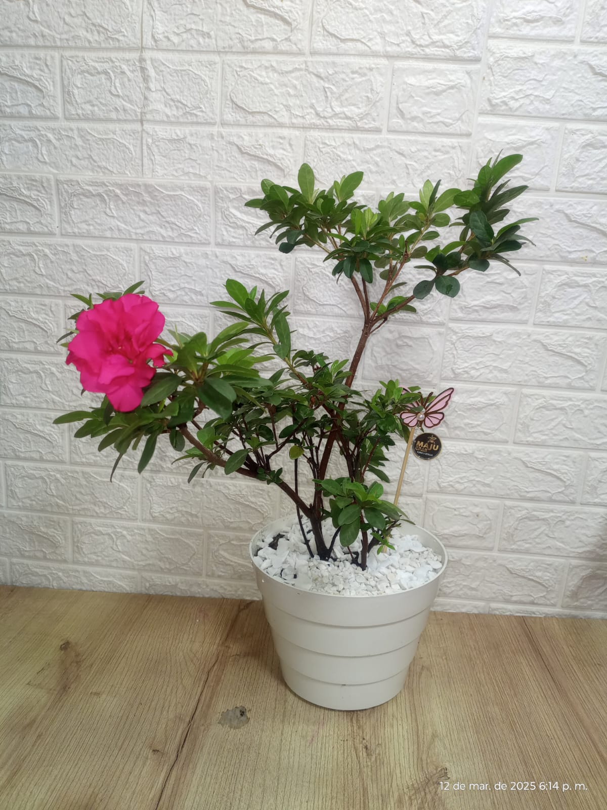 MajuCrass - Planta buiflora