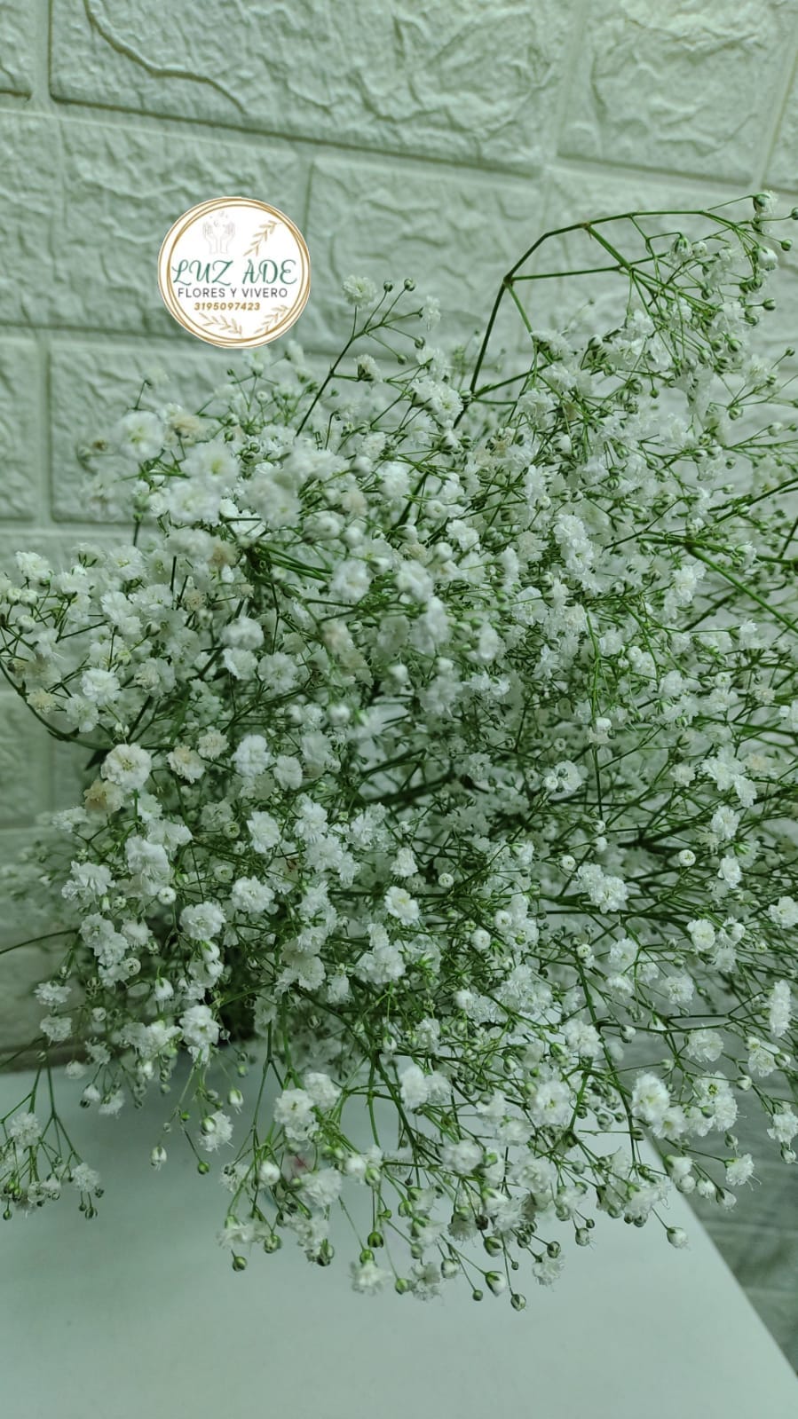 Ramo de Gipsofilia Fresca