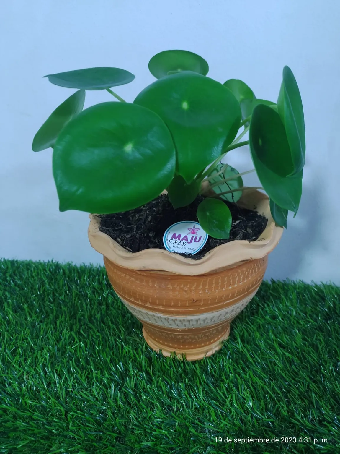 Planta Pilea Peperomioides con matera
