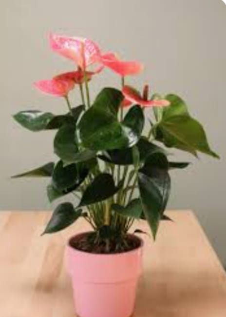Anturio Rosa 