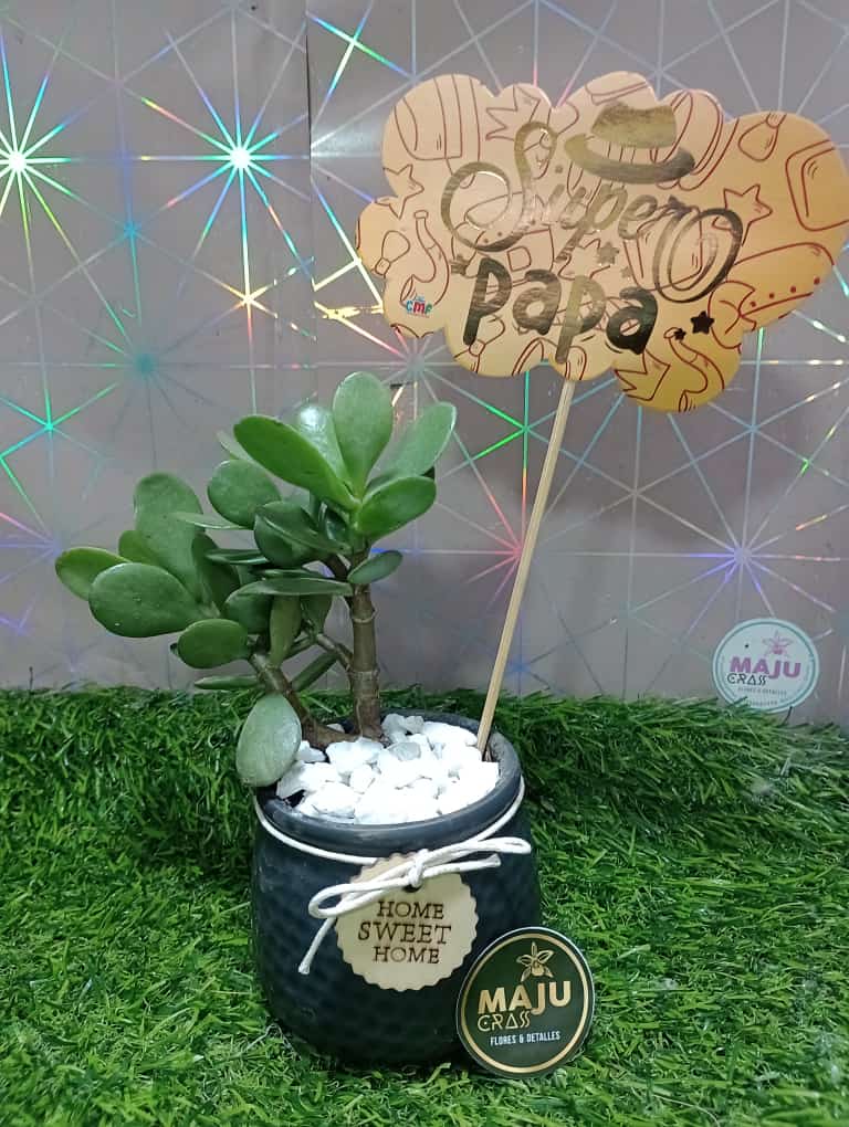 Regalo Planta Suculenta 