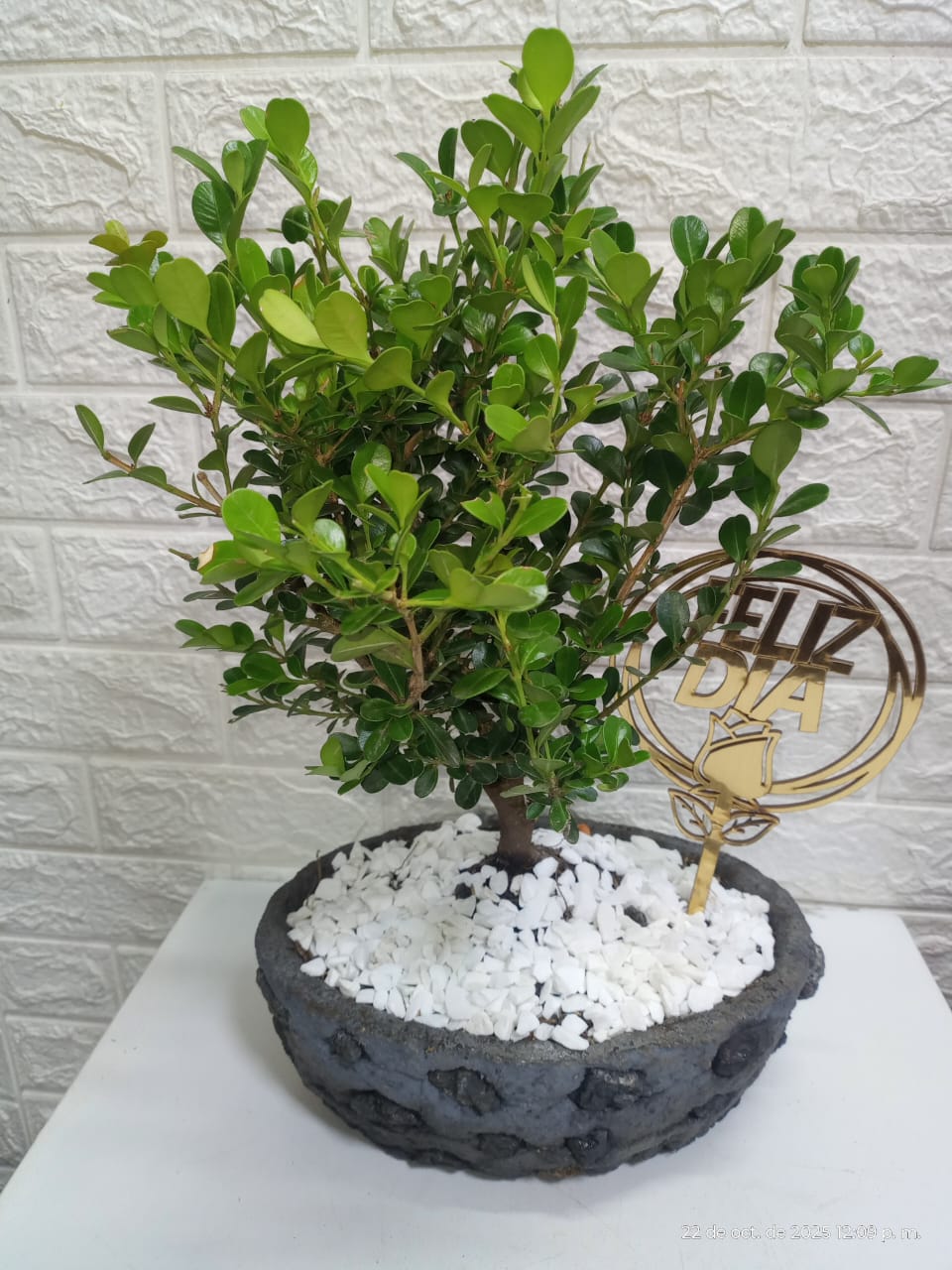 Bonsái  Buxus