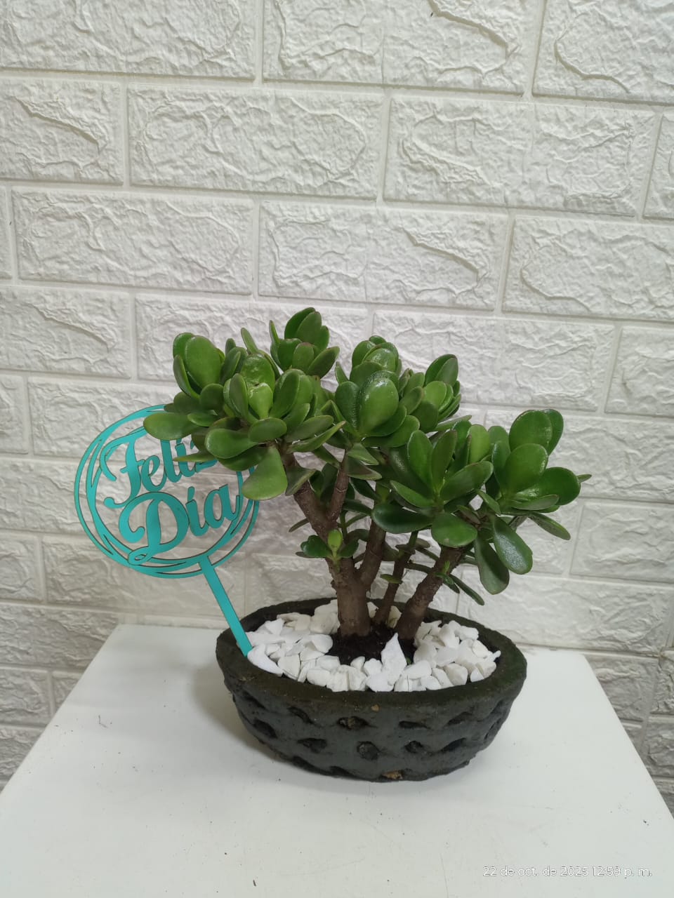 Bonsái de Jade 2 años